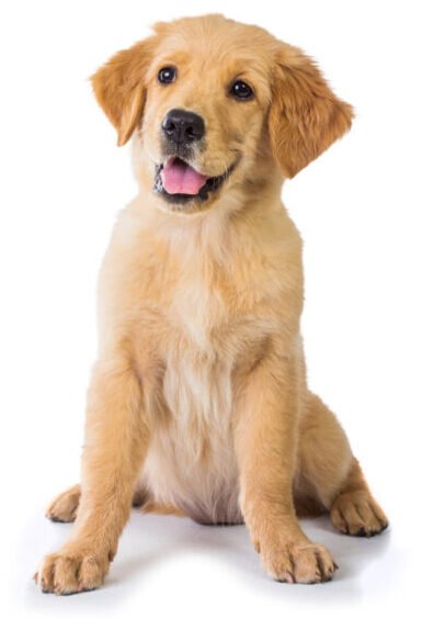 Animal Sounds Photos e1739988335513